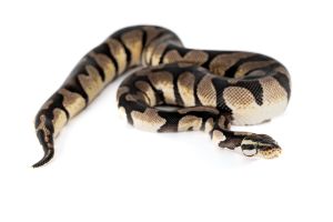 Python regius, pastel enchi chocolate